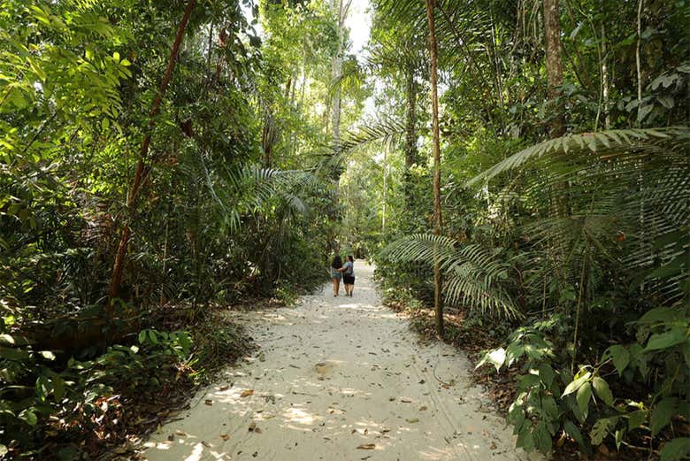 Sendero forestal del Museo de la Amazonia