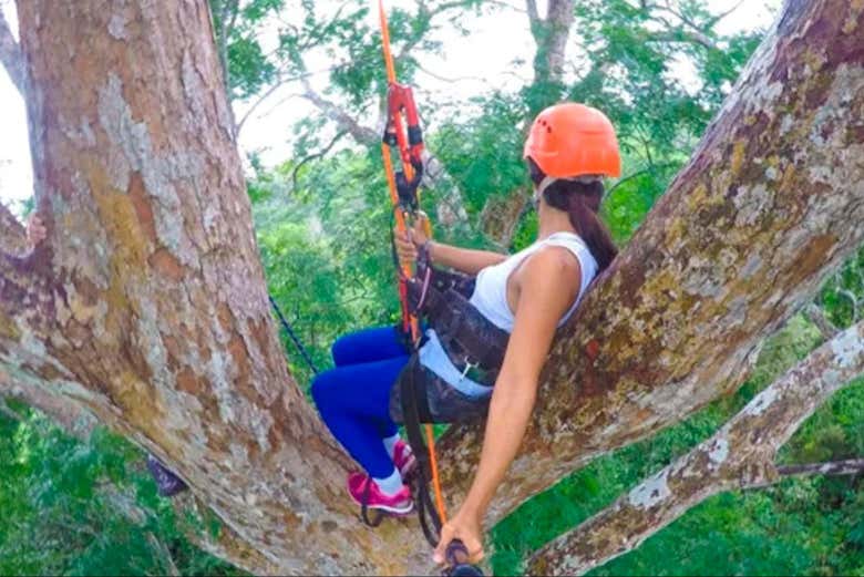 Admire the views from the crown of a kapok tree