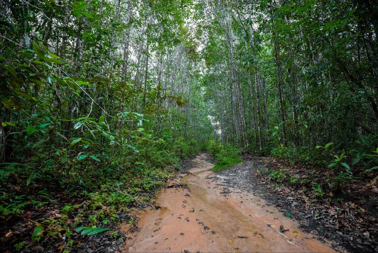 Hike in the Amazonian jungle