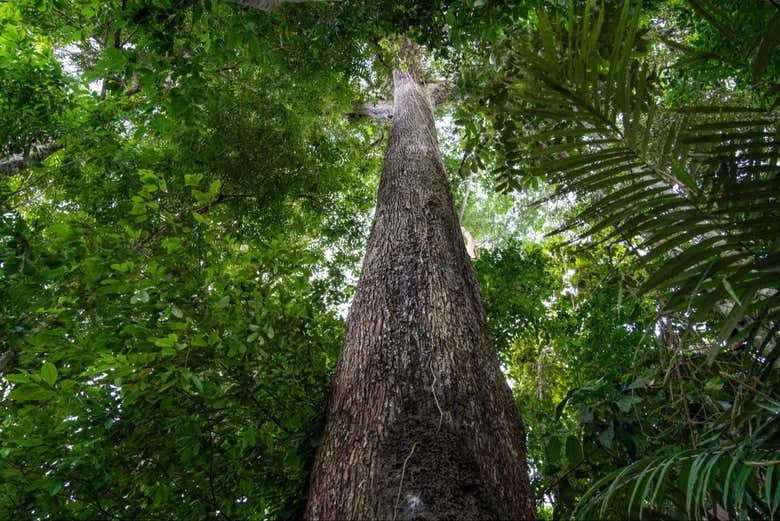 Discover interesting facts about the kapok tree