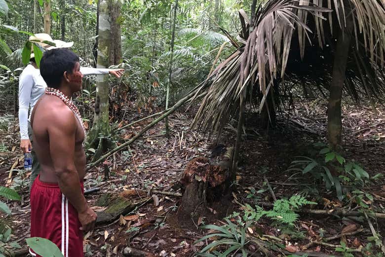 Discovering the secrets of the rainforest