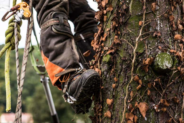 Reach the top of the trees