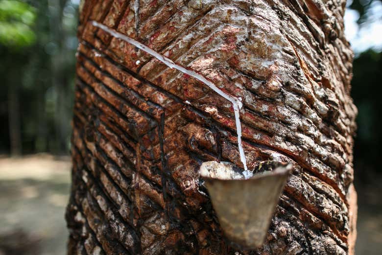 El líquido saliendo del tronco del árbol para procesarlo