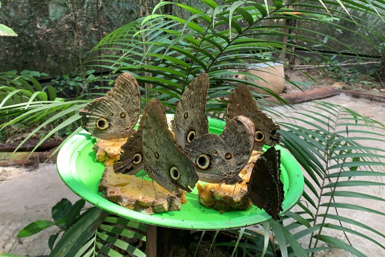Butterflies in the botanical garden