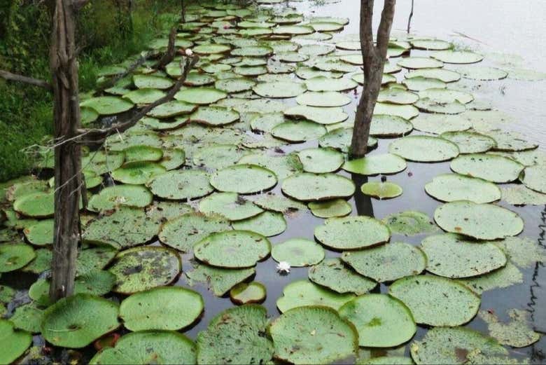 La fauna del Encuentro de las Aguas