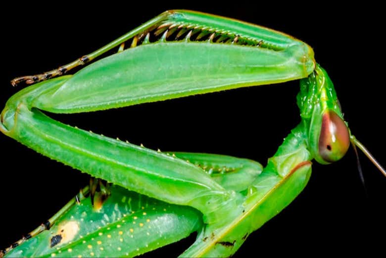 Un ejemplar de mantis religiosa