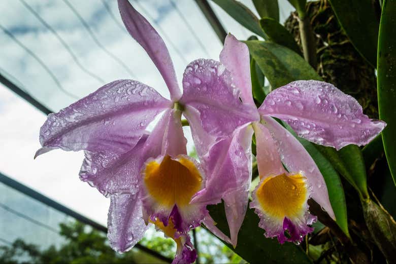 Una de las orquídeas en el MUSA