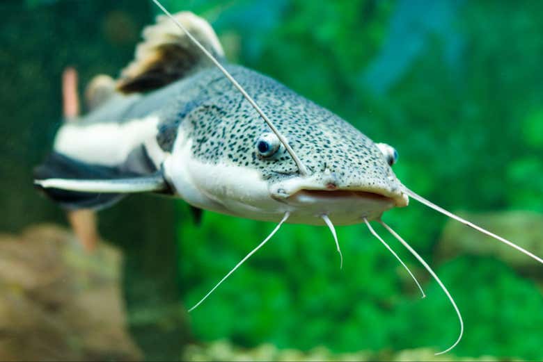 Un pez gato en el acuario de MUSA