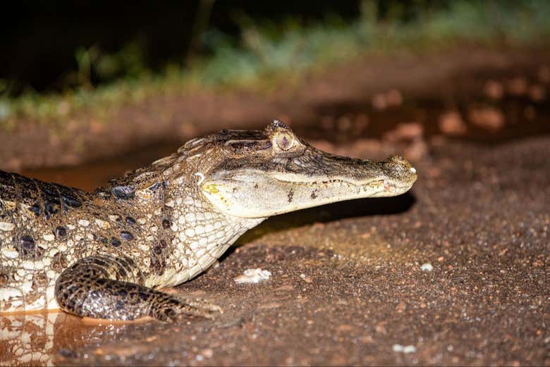 Un caimán en tierra