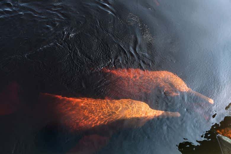 Los delfines rosados del Río Negro