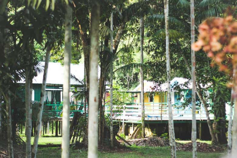 Spend a night in the jungle