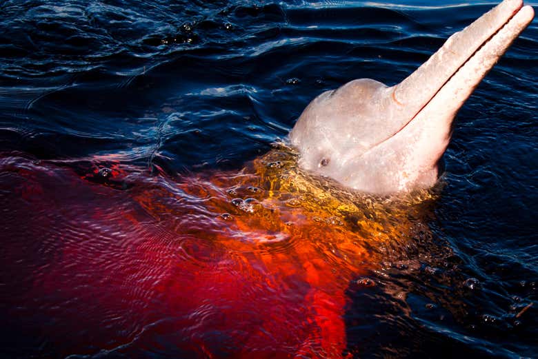 Un ejemplar de delfín rosado del río Amazonas