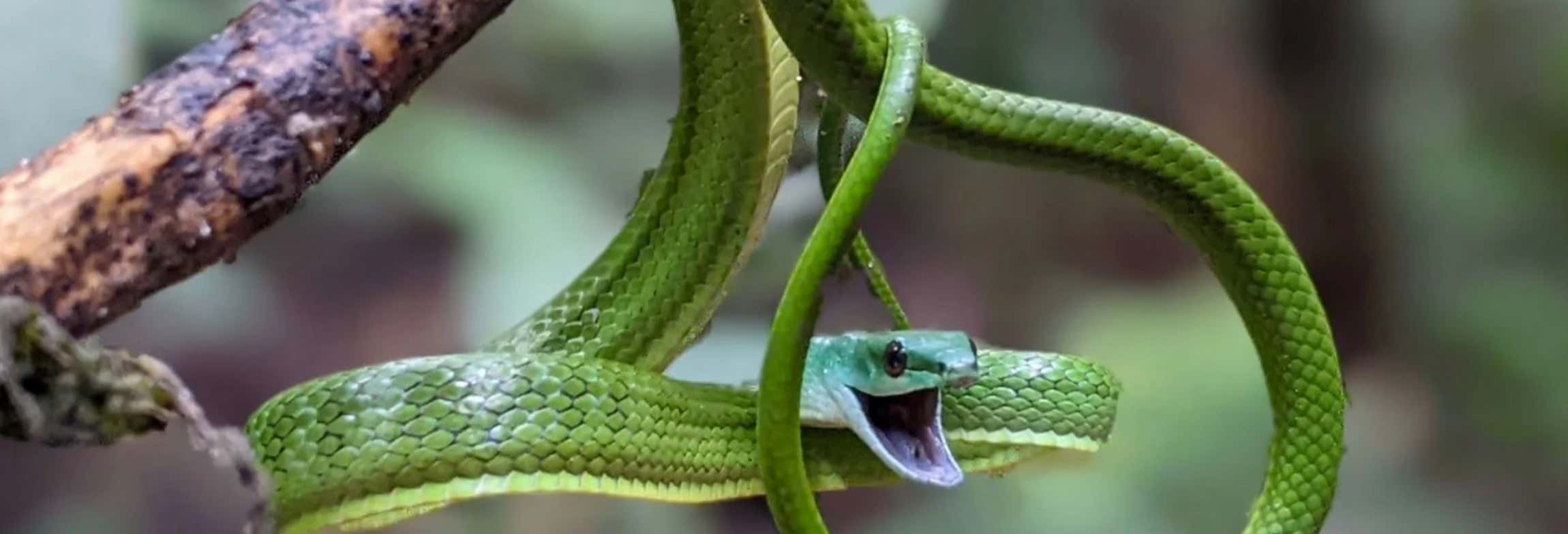 Visitas guiadas y free tours en Manaos