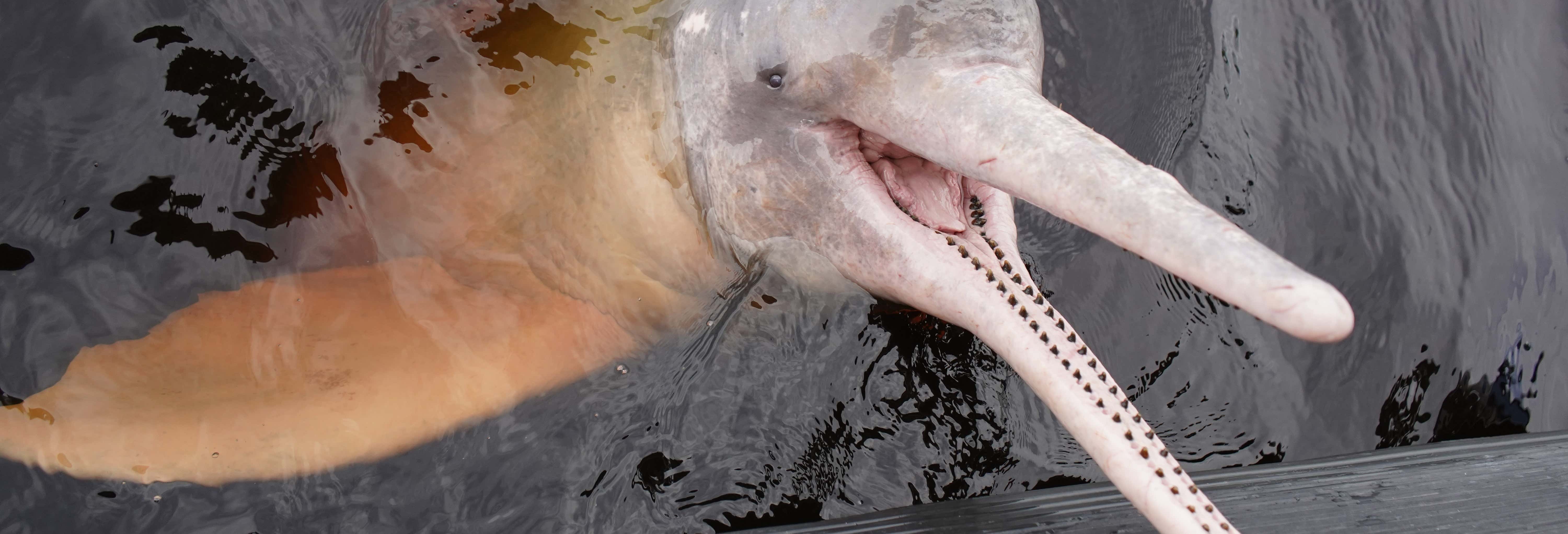 Excursões de um dia em Manaus