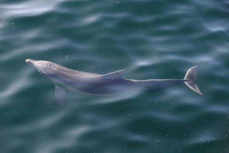 Disfrutaréis ver estos amigables animales