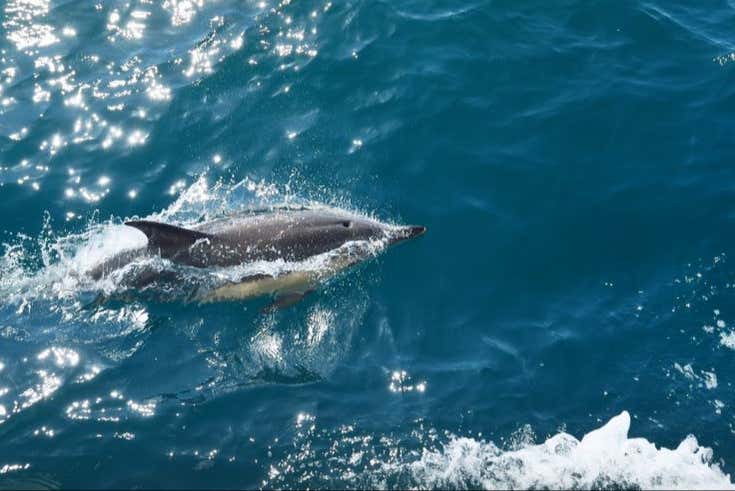 Un defín nadando cerca de la embarcación
