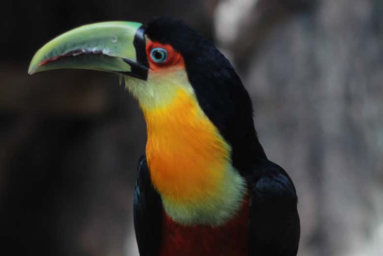Tucán de Ecopark