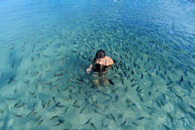 Excursão a Porto de Galinhas