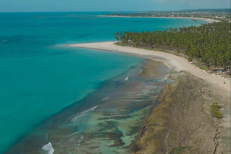 Coqueiros da praia dos Carneiros