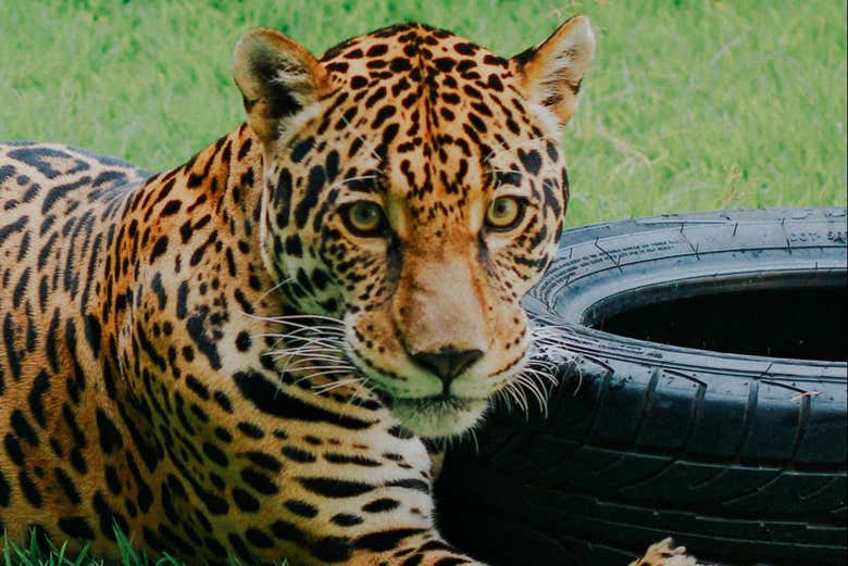 Veremos muitos felinos no Ecopark