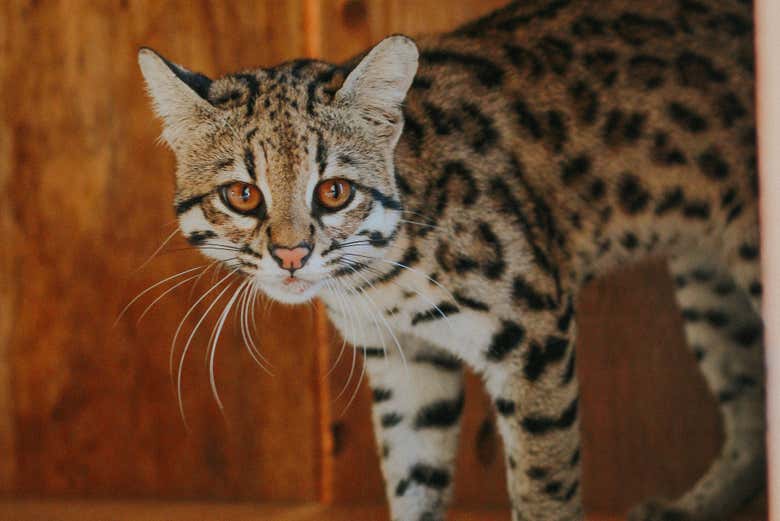 Ecopark cuenta con una gran variedad de felinos