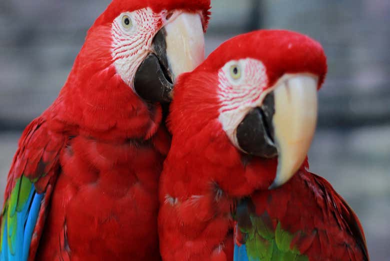 Ecopark alberga numerosos loros y guacamayos