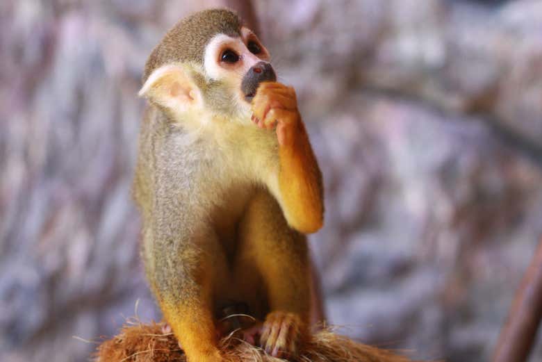 Primate en Ecopark