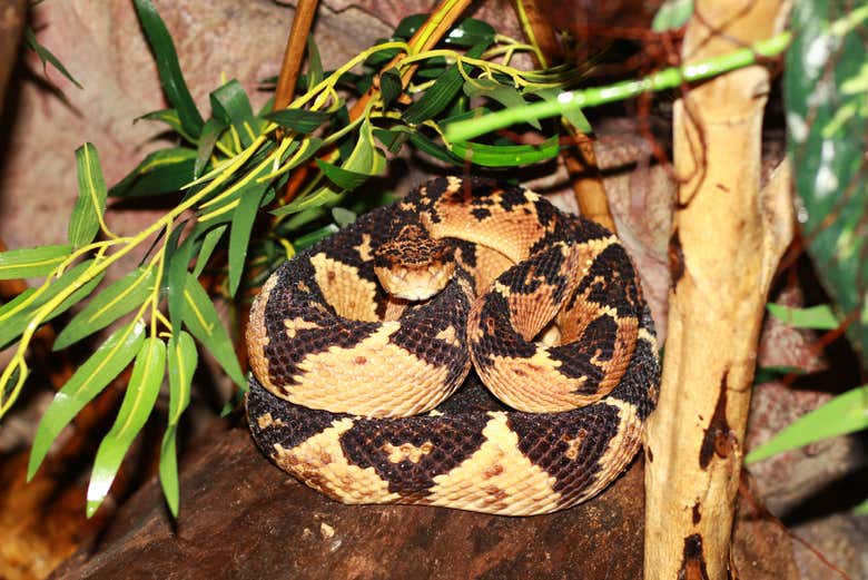 El área de reptiles alberga numerosas serpientes