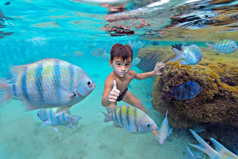 Peixes coloridos nas águas de Porto de Galinhas