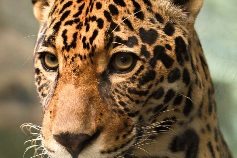 Podréis ver felinos de la especie onza