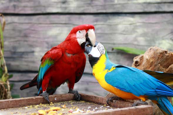 Visita guiada pelo Ecopark