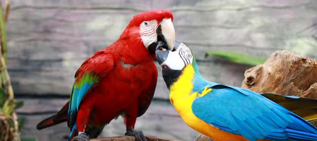 Visita guiada por Ecopark