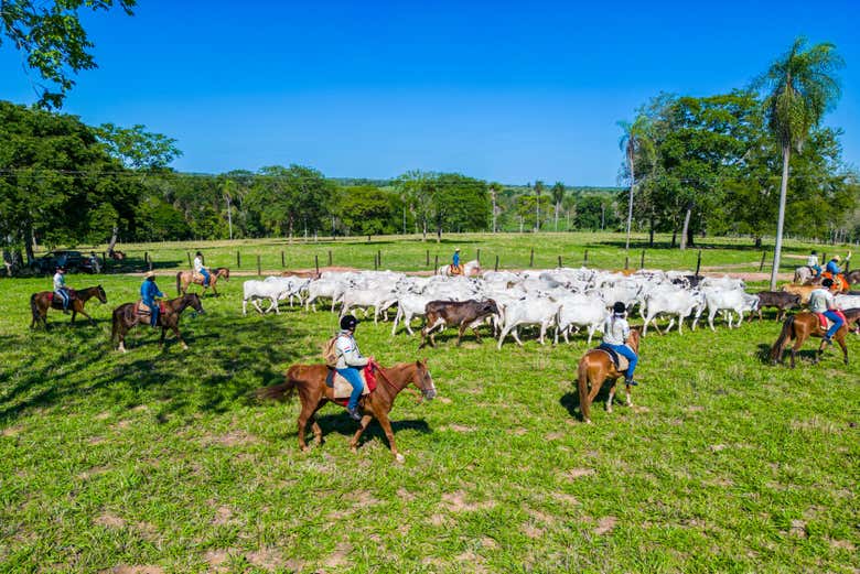 Début de la balade à cheval