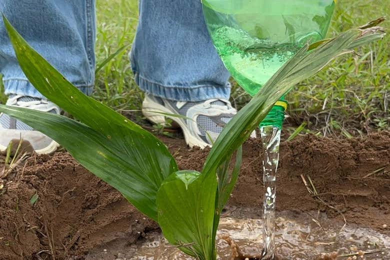 Regando el árbol que ha plantado