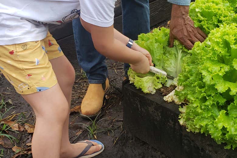 Harvest lettuce in the garden!