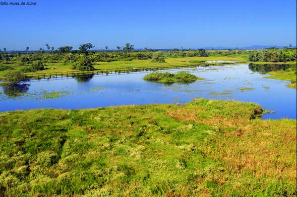 Safári pelo Pantanal