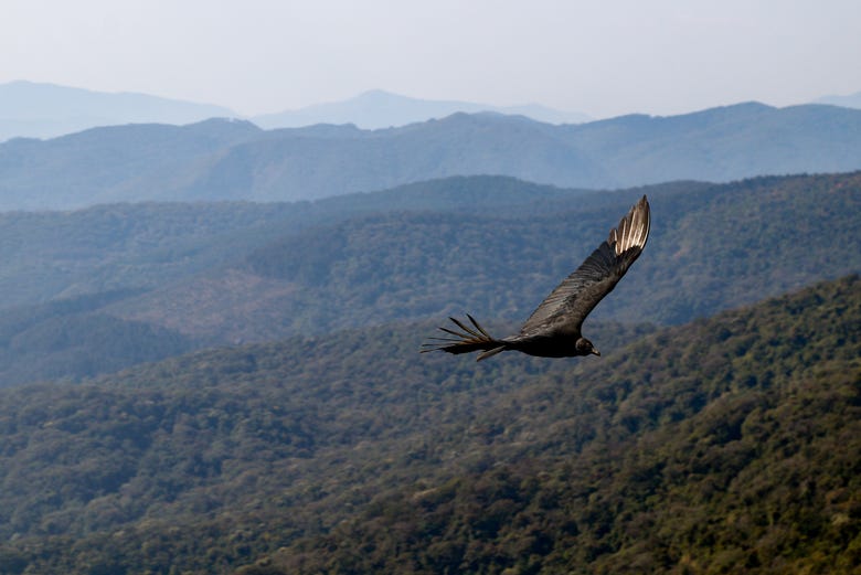 Un ave volando frente a la Pedra Redonda