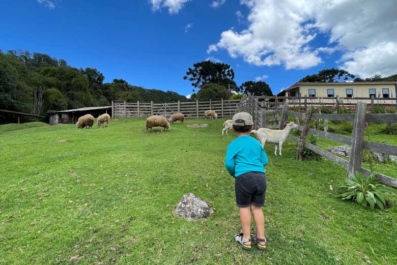 A child playing on the farm