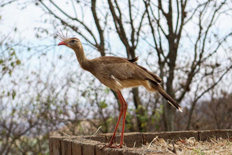 One of the birds we'll see during the excursion