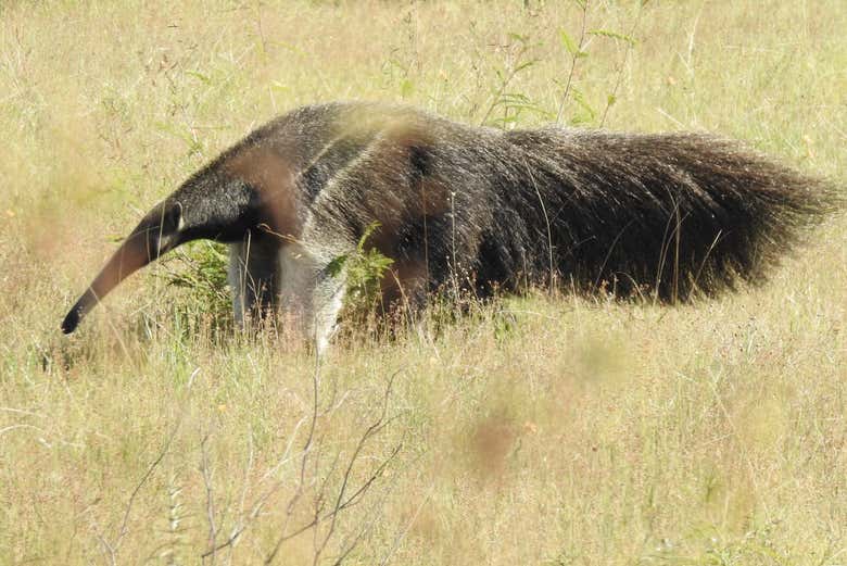 Admiring an anteater