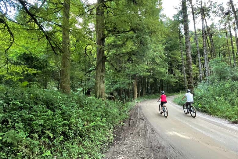 Exploring the forests of Monte Verde
