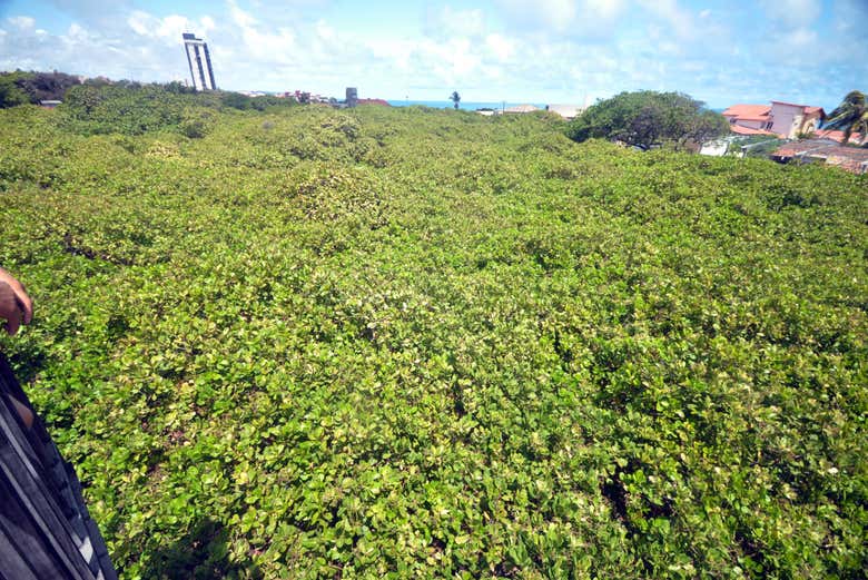 Vista aérea del Cajueiro de Pirangi