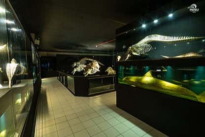 Visit the Piçarras Oceanographic Museum