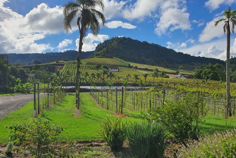 Paisagens da Vinícola Casa Sander
