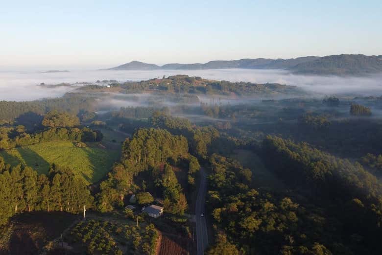 Bosques de exuberante vegetación
