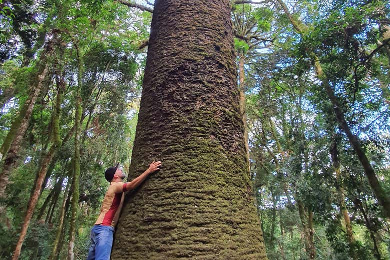Abraçando o Pinheiro Multissecular