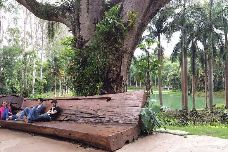 Bancos de madeira de árvores caídas no Instituto Inhotim