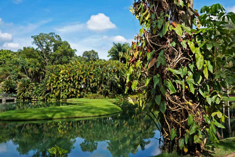 Visit the tropical botanic gardens