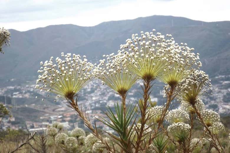 Spot native plant and wildlife