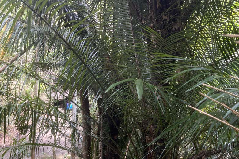 Paseando entre la vegetación exuberante del fiordo tropical